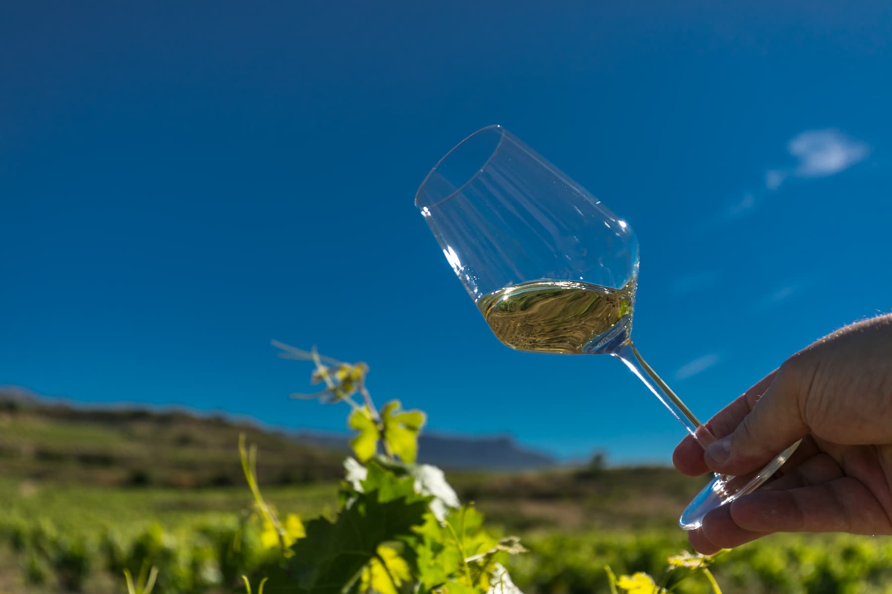 Bodegas y Viñedos Rioja Alavesa